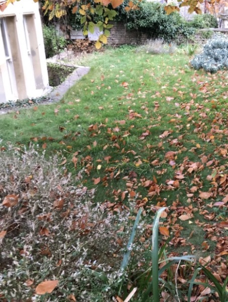 What could I plant here?
