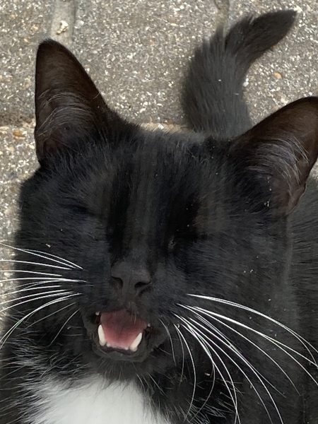 My cat is inside my neighbour’s wall cavity