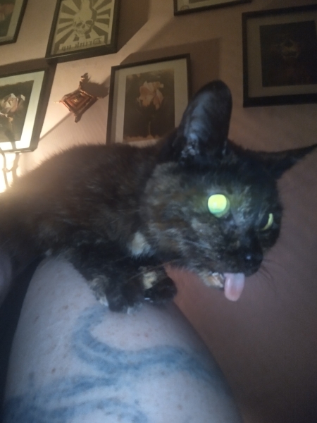 Passports, buckets and spades - the Excellent Cats go on their holidays