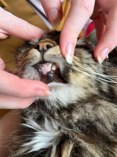 Passports, buckets and spades - the Excellent Cats go on their holidays