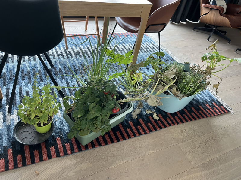 The Vegetable Patch 2024/2025