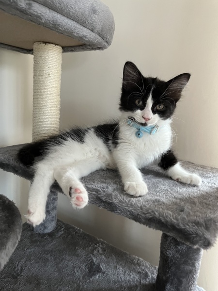 Is my kitten going to be long-haired or short-haired?