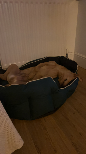 Anyone with a working dog....