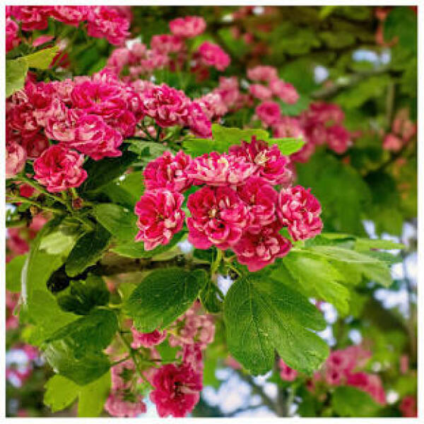 A beautiful tree that will grow well in a pot.
