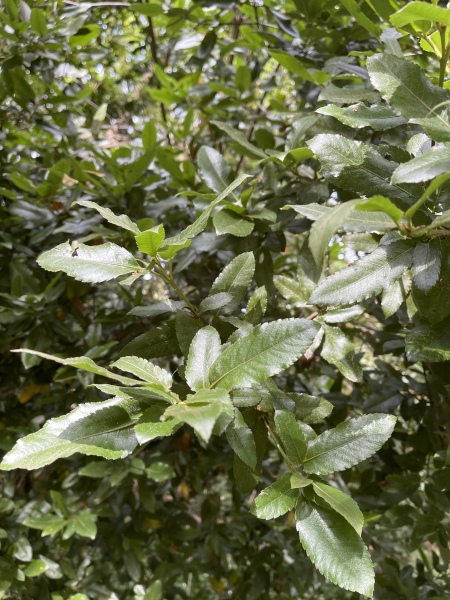 Tree ID please