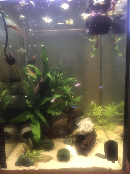 I really want to get into aquascaping - any advice?