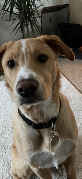 Puppy Survival Thread for New & Old Pups - Soon be Autumn 2024
