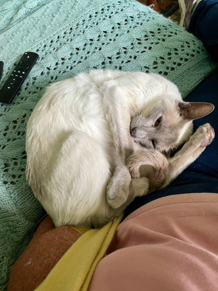 Thread 4 Starmer: Fighting back with brooms and community.