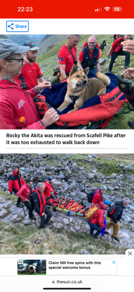Breed suggestions for hiking and running