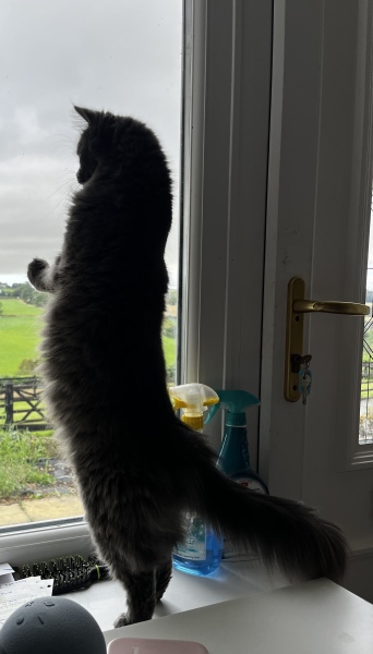 Thread 5 Starmer: keeping on keeping on