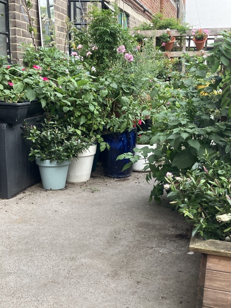 Can you help me fix our sad, sorry front yard?