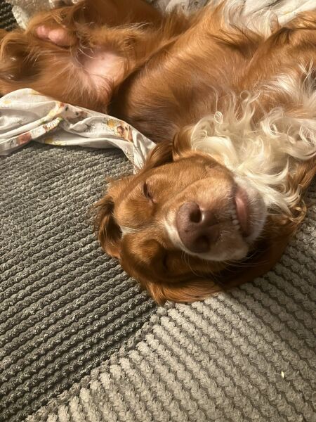Puppy Survival Thread for New & Old Pups - Soon be Autumn 2024
