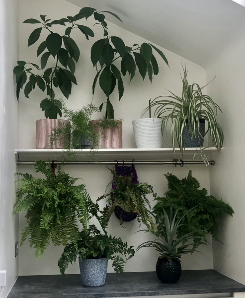 To think houseplants are a complete pain in the arse