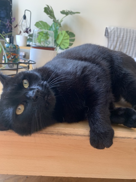 Is having your own cat just different?
