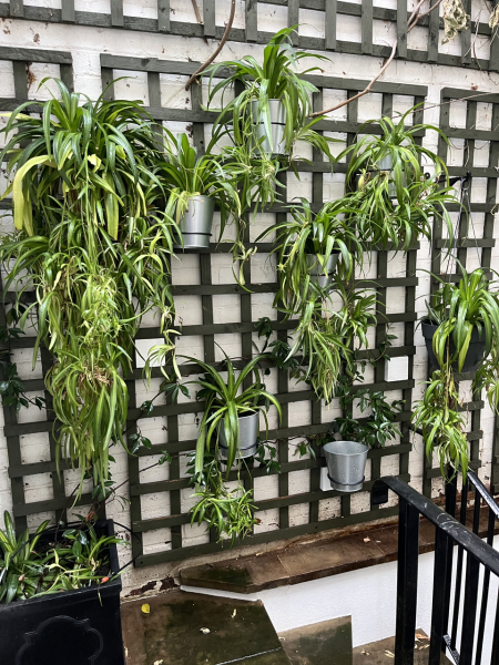 To think houseplants are a complete pain in the arse
