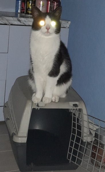What do you wish people knew about cats before getting one?