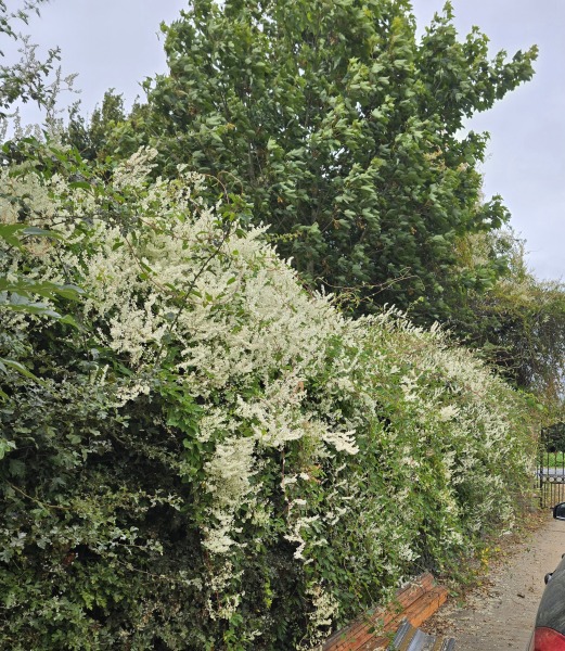 Wisteria wildly winding worry!