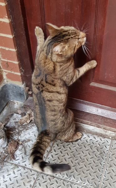 Neighbours Cat