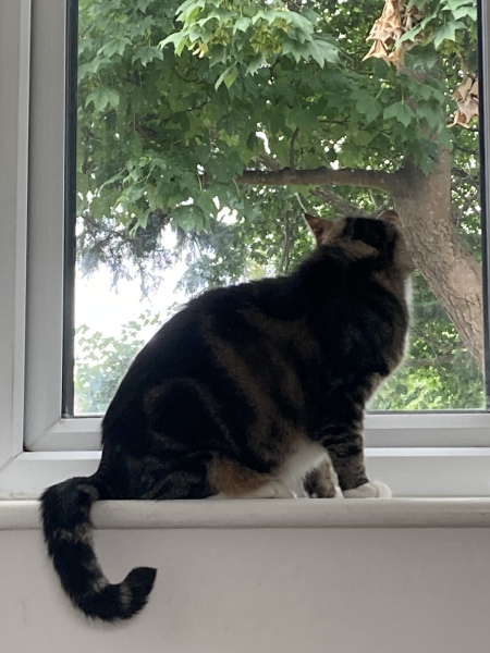 Thread 6 Starmer: We're going to need a bigger skip!