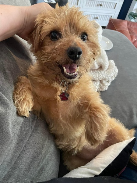 September’s Dog of the Month: Share Your Photos & Win £100! 🐾