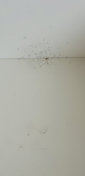 to want to rehome the spiders