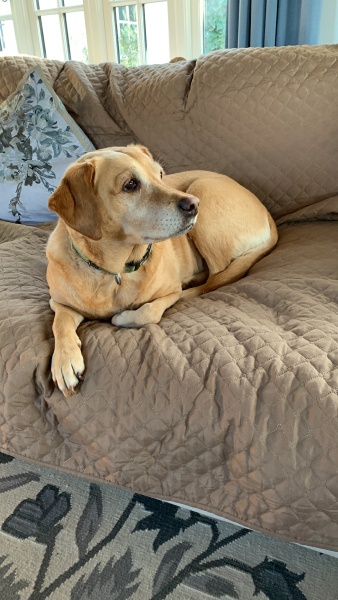 The Best Dog in the World