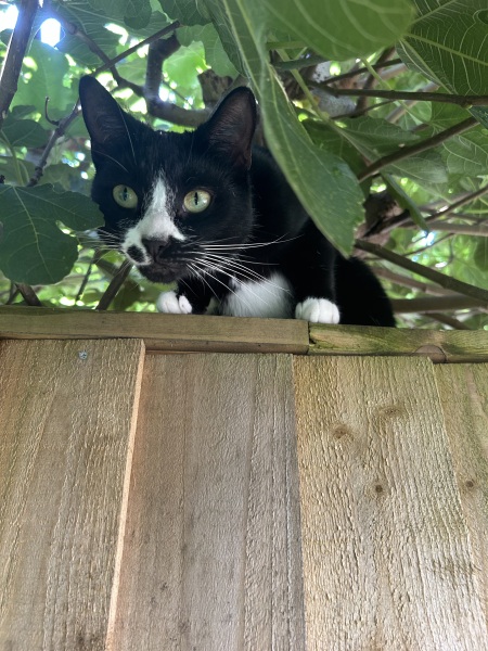 Thread 5 Starmer: keeping on keeping on