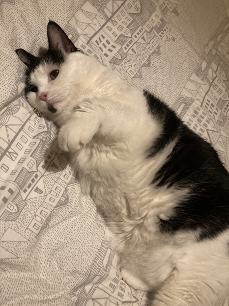 Any recommendations for an outdoor cat hut/kennel/shelter type thing?