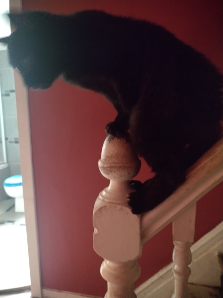 Passports, buckets and spades - the Excellent Cats go on their holidays