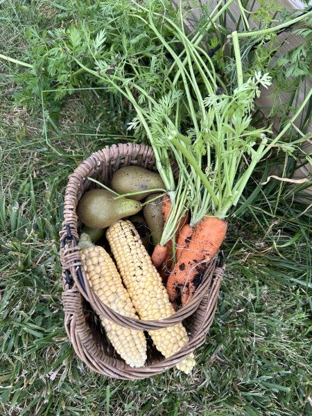 The Vegetable Patch 2024/2025