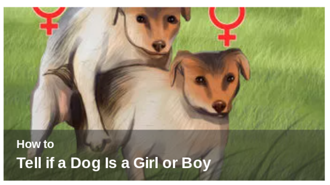 Aston, scraped vipers, gerbils and much more