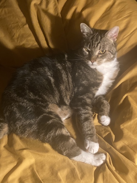 Thread 5 Starmer: keeping on keeping on