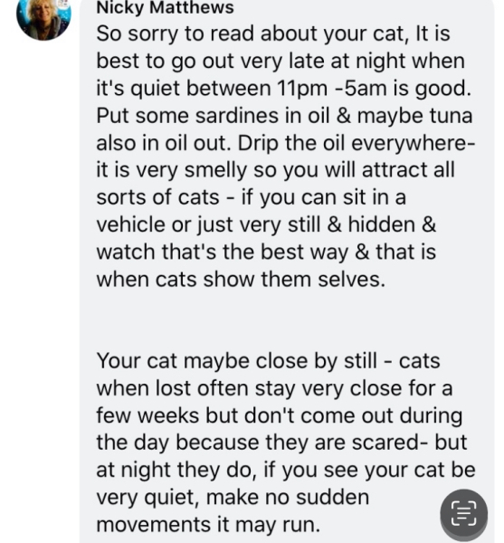 Missing Cat