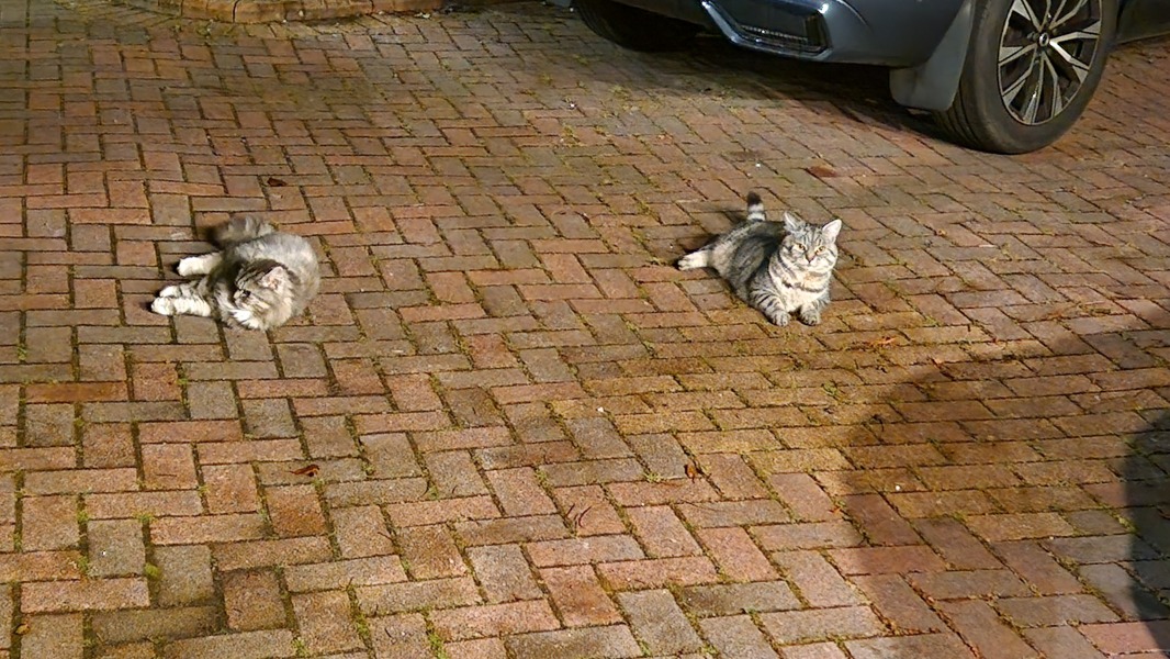 Can you train a cat? Can cats train you?