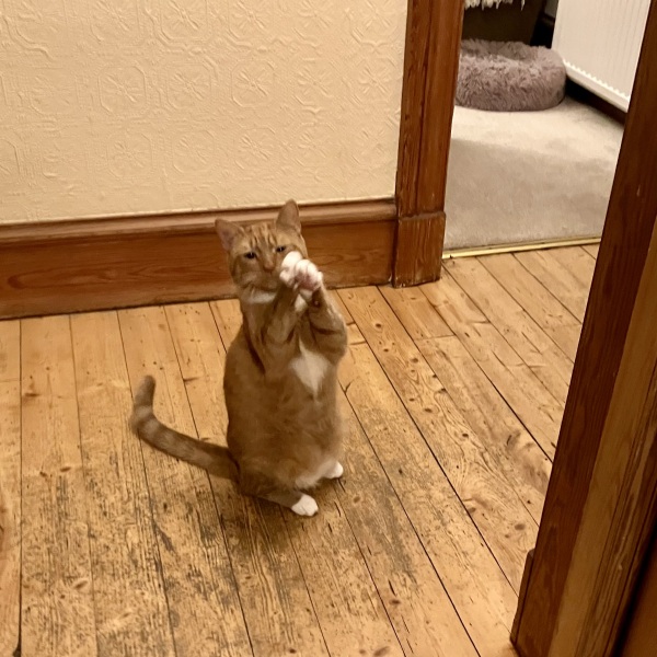 Can you train a cat? Can cats train you?