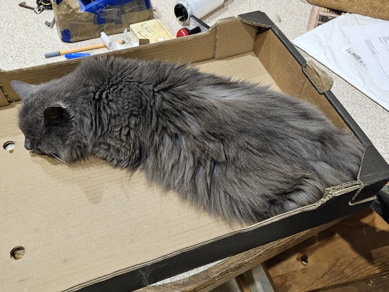 Passports, buckets and spades - the Excellent Cats go on their holidays