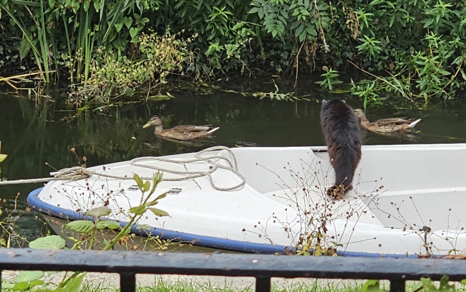 Passports, buckets and spades - the Excellent Cats go on their holidays