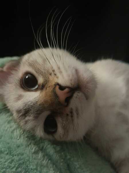 Thread 4 Starmer: Fighting back with brooms and community.