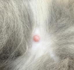 Is the cat pregnant? Nipples picture