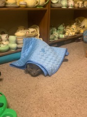 Passports, buckets and spades - the Excellent Cats go on their holidays