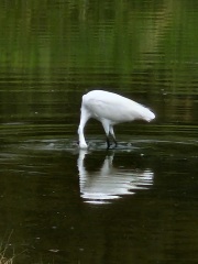 Passports, buckets and spades - the Excellent Cats go on their holidays