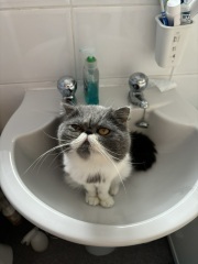 Happy International Cat Day
