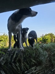 Passports, buckets and spades - the Excellent Cats go on their holidays
