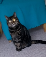 Passports, buckets and spades - the Excellent Cats go on their holidays