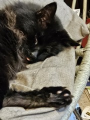 Passports, buckets and spades - the Excellent Cats go on their holidays