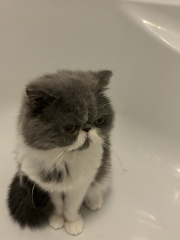 Magnificent Moustaches