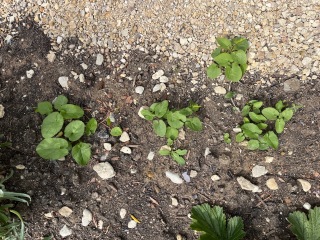 Which weeds do I have? How should I handle them?