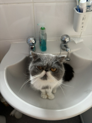 Magnificent Moustaches