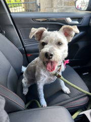 Which Hypoallergenic dog?