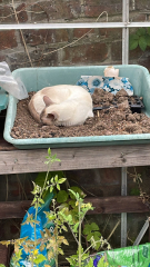 Thread 3 Starmer:  Digging has started, bigger shovel required